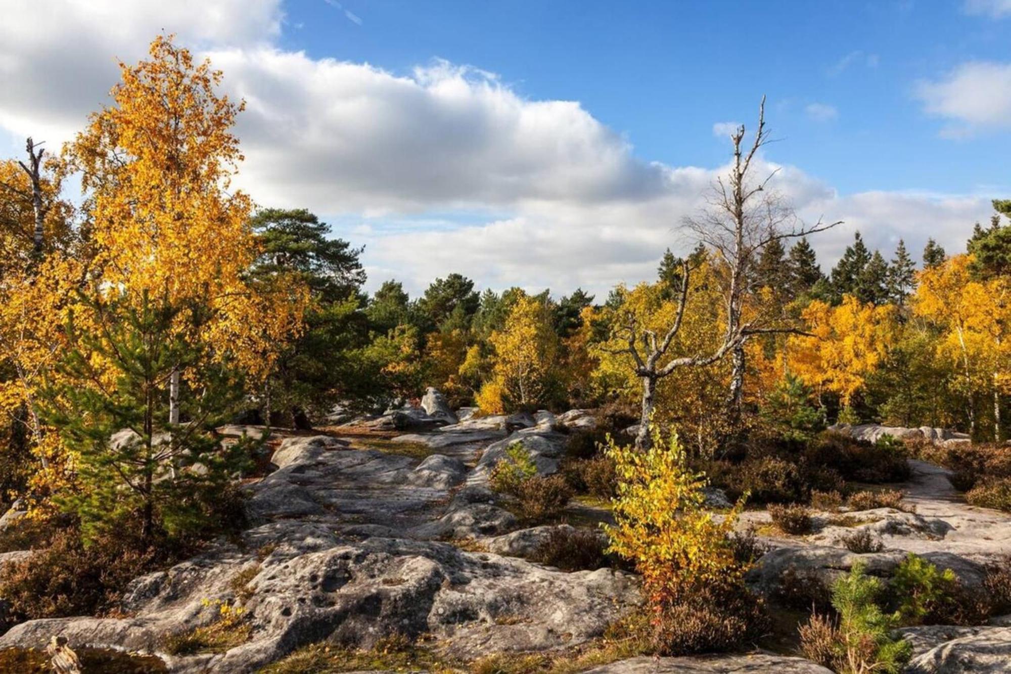 Vue Chateau Fontainebleau - Chez Lydia Bagian luar foto